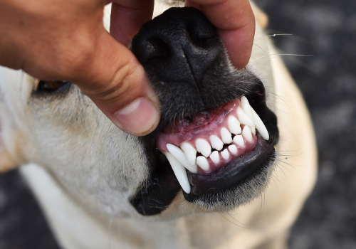 Sorriso Canino Salvavidas